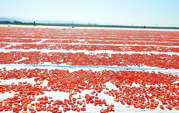 Foto - Gediz Ovası kırmızıya büründü