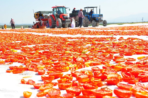 Foto - Gediz Ovası kırmızıya büründü