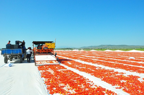 Foto - Gediz Ovası kırmızıya büründü