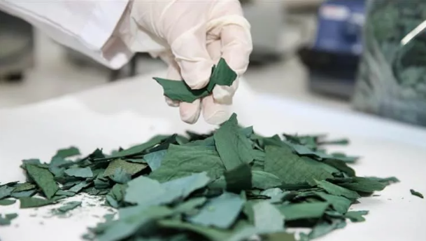 Foto - Geleceğin besini Türkiye'de üretiliyor! NASA her an kapımızı çalabilir