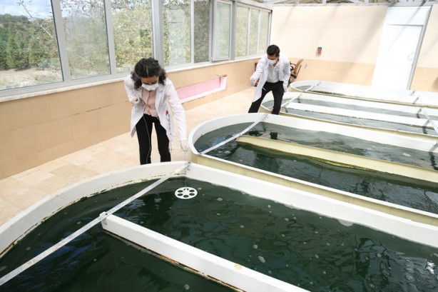 Foto - Geleceğin besini Türkiye'de üretiliyor! NASA her an kapımızı çalabilir