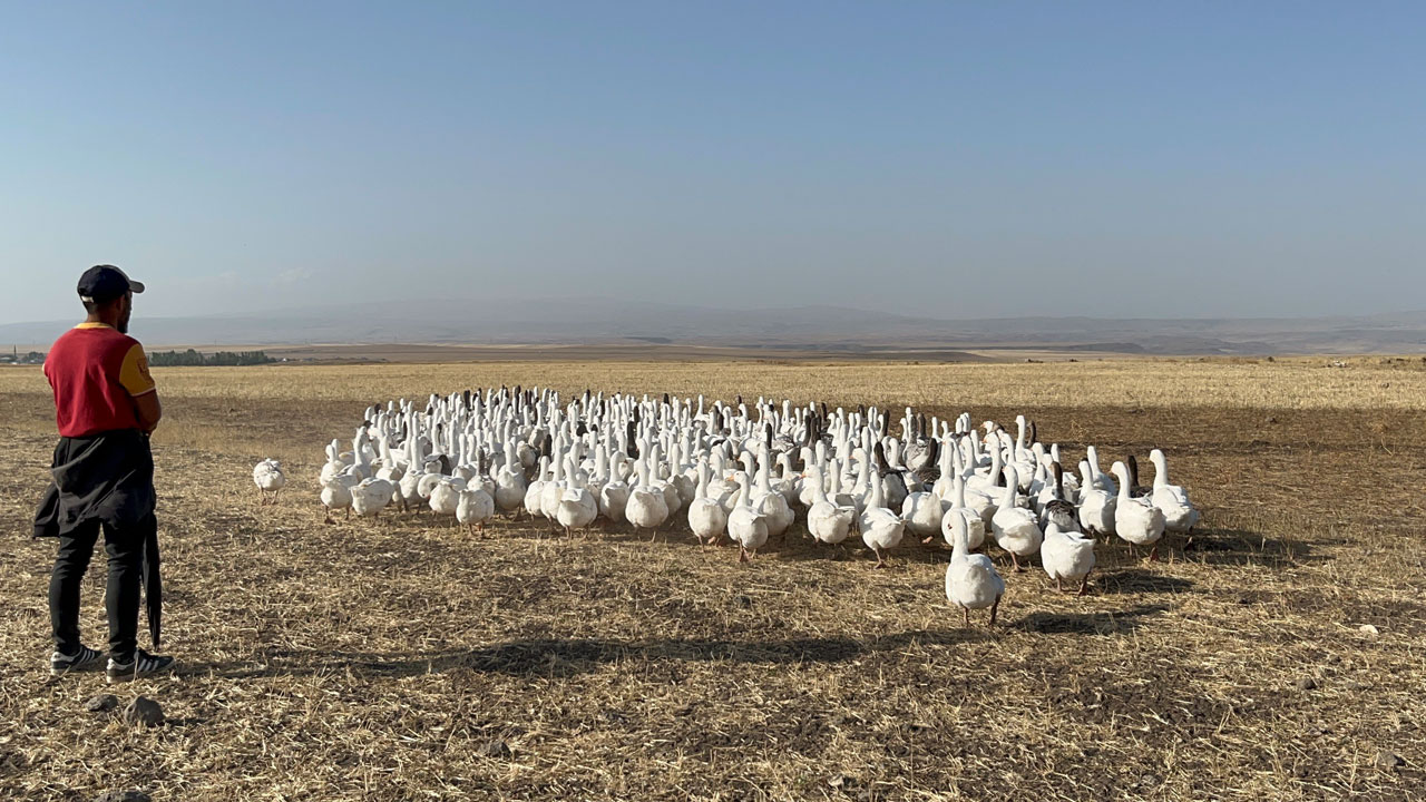 Foto - Gelenek yüzyıllardır sürüyor! Binlerce kaz göletlerde yüzdürülüyor