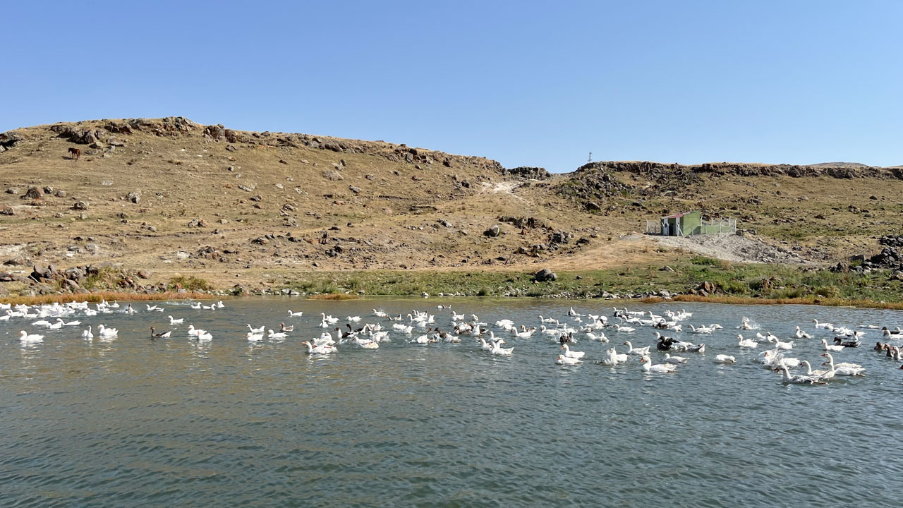 Foto - Gelenek yüzyıllardır sürüyor! Binlerce kaz göletlerde yüzdürülüyor