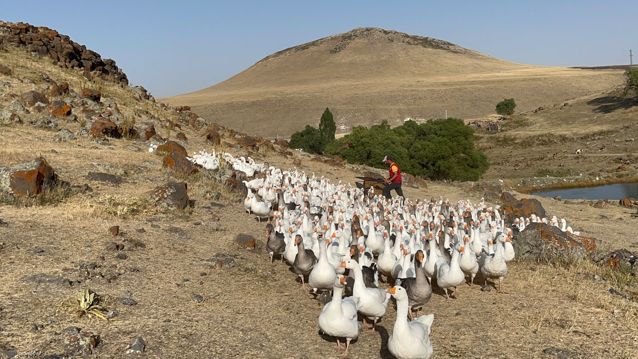 Foto - Gelenek yüzyıllardır sürüyor! Binlerce kaz göletlerde yüzdürülüyor