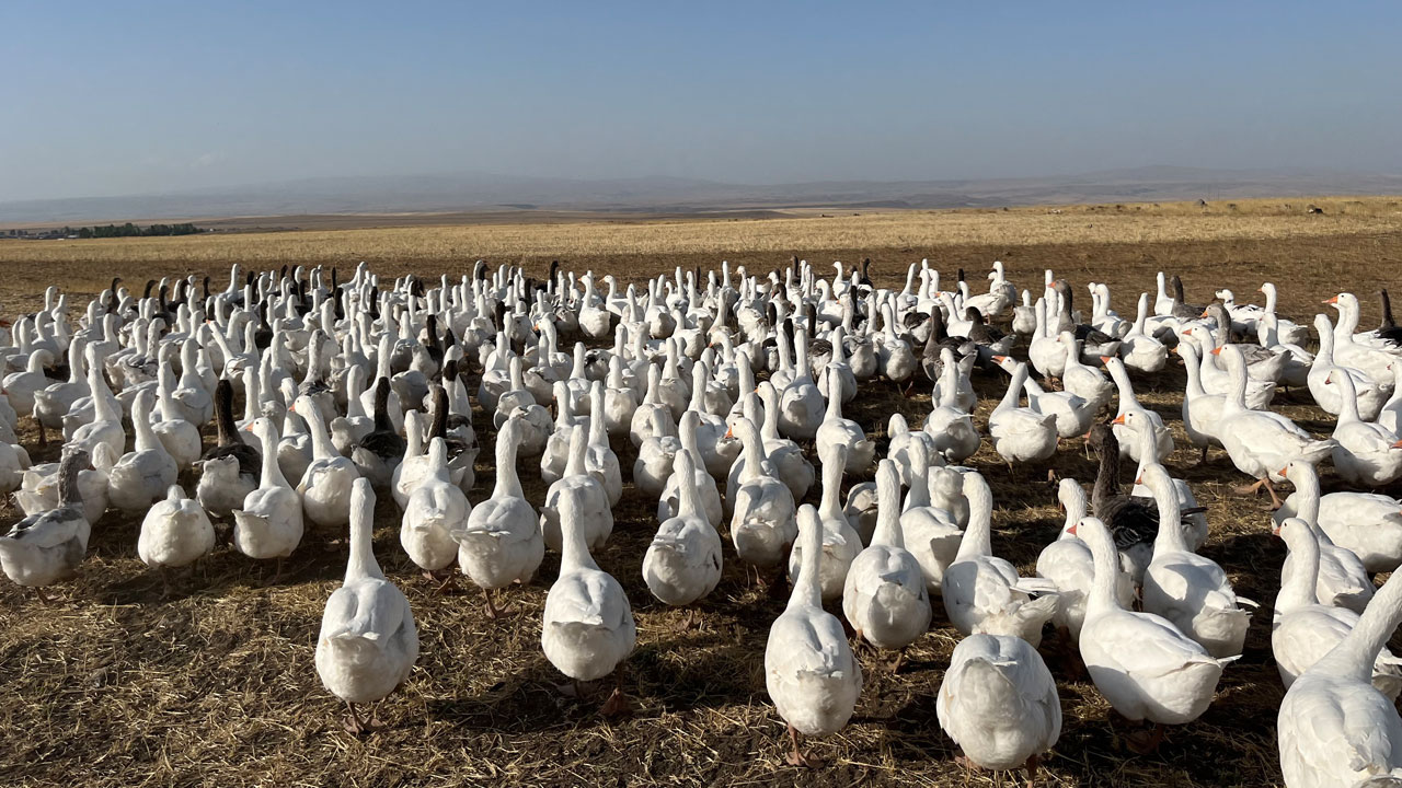 Gelenek yüzyıllardır sürüyor! Binlerce kaz göletlerde yüzdürülüyor