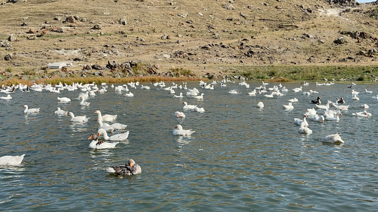 Foto - Gelenek yüzyıllardır sürüyor! Binlerce kaz göletlerde yüzdürülüyor