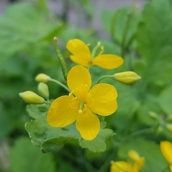 Foto - Geleneksel tıbbın vazgeçilmezi! Göz ağrısından sinüzite kadar iyi gelmediği hastalık yok
