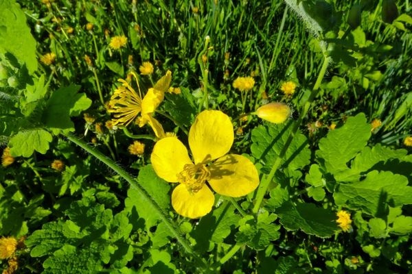 Foto - Geleneksel tıbbın vazgeçilmezi! Göz ağrısından sinüzite kadar iyi gelmediği hastalık yok