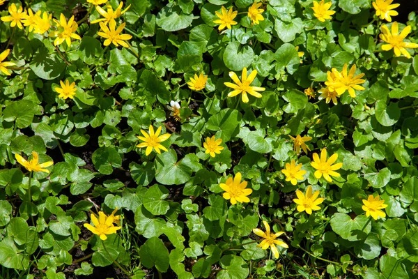 Foto - Geleneksel tıbbın vazgeçilmezi! Göz ağrısından sinüzite kadar iyi gelmediği hastalık yok