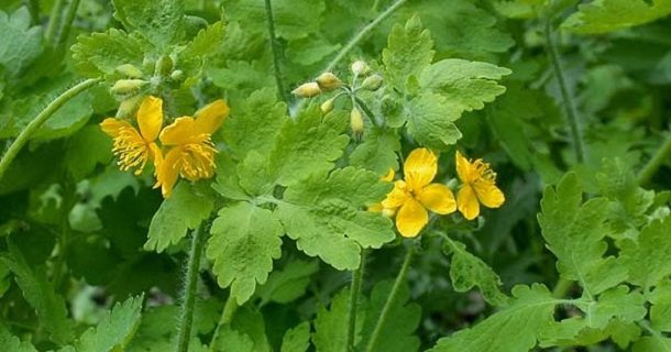 Foto - Geleneksel tıbbın vazgeçilmezi! Göz ağrısından sinüzite kadar iyi gelmediği hastalık yok