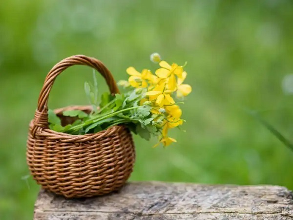 Foto - Geleneksel tıbbın vazgeçilmezi! Göz ağrısından sinüzite kadar iyi gelmediği hastalık yok
