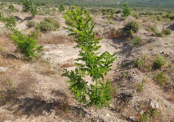 Foto - Geleneksel yöntemlere göre 4 kat başarılı! Çorak arazi bu yöntemle 3 kat fazla verim sağladı