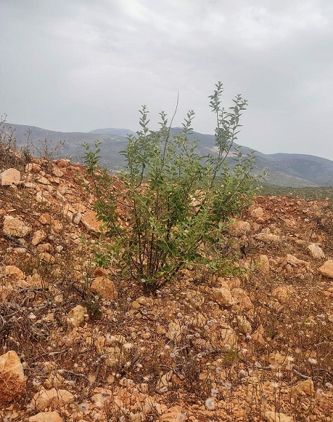 Foto - Geleneksel yöntemlere göre 4 kat başarılı! Çorak arazi bu yöntemle 3 kat fazla verim sağladı