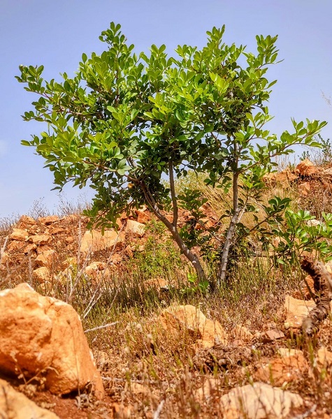 Foto - Geleneksel yöntemlere göre 4 kat başarılı! Çorak arazi bu yöntemle 3 kat fazla verim sağladı