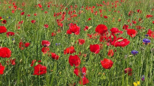Foto - Gelincik tarlasında hayran bırakan manzara