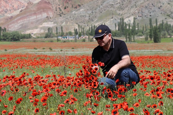 Foto - Gelinciklerden görsel şölen