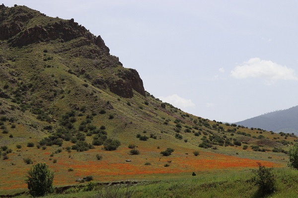 Foto - Gelinciklerden görsel şölen