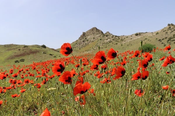 Gelinciklerden görsel şölen