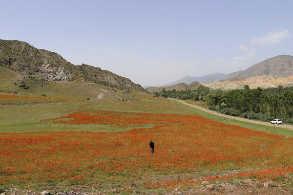 Foto - Gelinciklerden görsel şölen