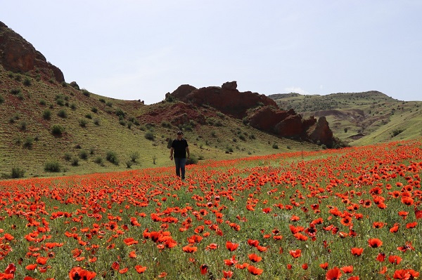 Foto - Gelinciklerden görsel şölen