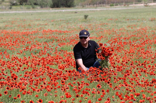 Foto - Gelinciklerden görsel şölen