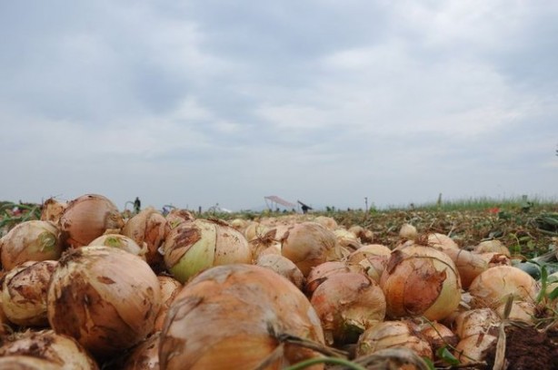 Foto - Gelmiş geçmiş en sağlıklı 50 besin sıralandı