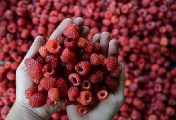 Foto - Gelmiş geçmiş en sağlıklı 50 besin sıralandı