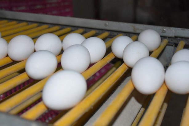 Foto - Gelmiş geçmiş en sağlıklı 50 besin sıralandı