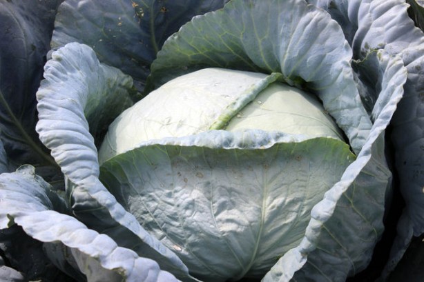 Foto - Gelmiş geçmiş en sağlıklı 50 besin sıralandı