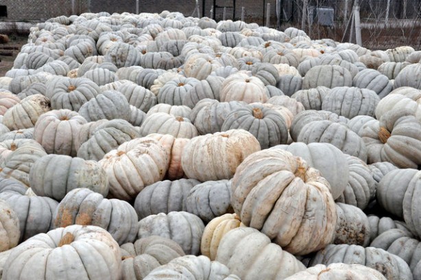Foto - Gelmiş geçmiş en sağlıklı 50 besin sıralandı