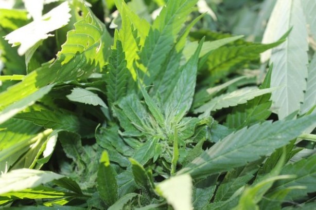 Foto - Gelmiş geçmiş en sağlıklı 50 besin sıralandı