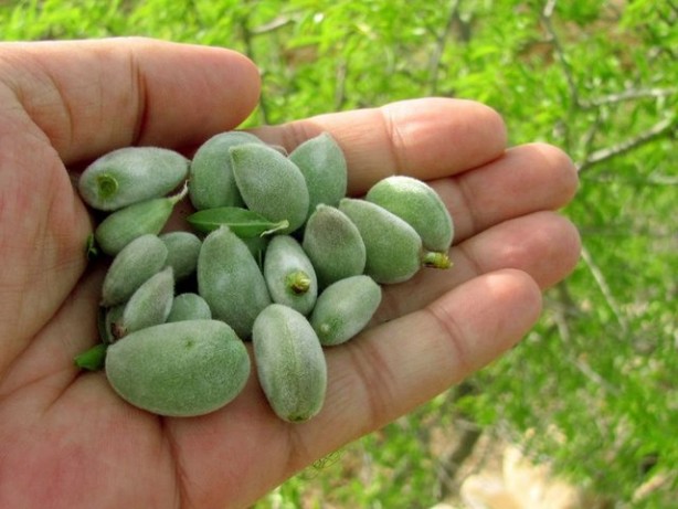 Foto - Gelmiş geçmiş en sağlıklı 50 besin sıralandı
