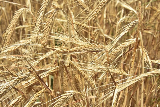 Foto - Gelmiş geçmiş en sağlıklı 50 besin sıralandı