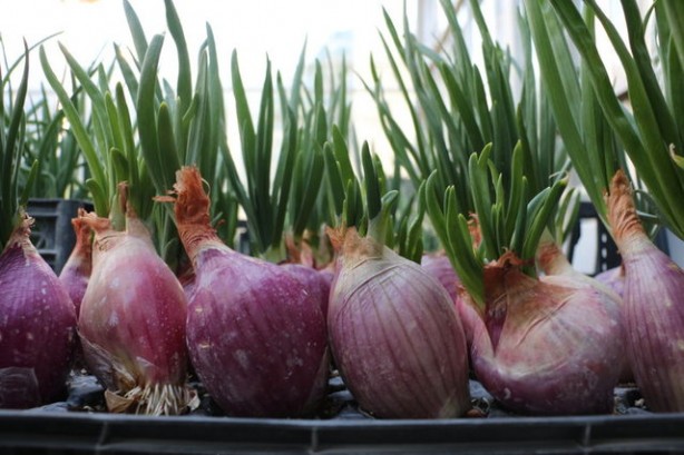 Foto - Gelmiş geçmiş en sağlıklı 50 besin sıralandı