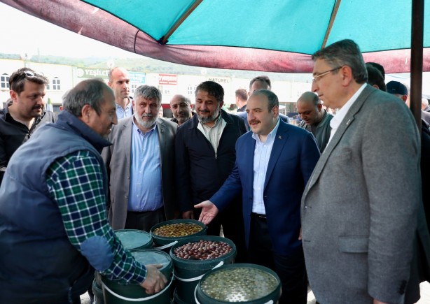 Foto - Gemlik Zeytini nam salıyor