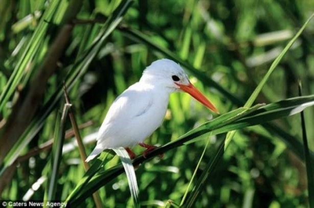 Foto - "Gen hatası" olan hayvanlar