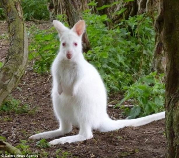 Foto - "Gen hatası" olan hayvanlar