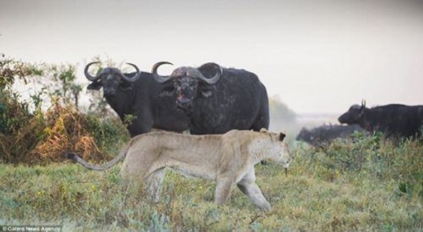 Genç aslanlar hatalarının bedelini ağır ödedi