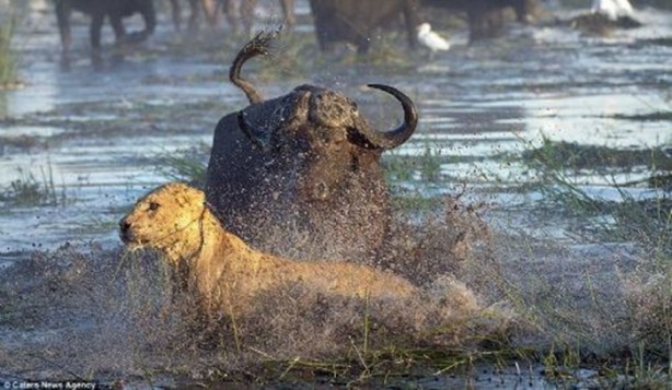Foto - Genç aslanlar hatalarının bedelini ağır ödedi