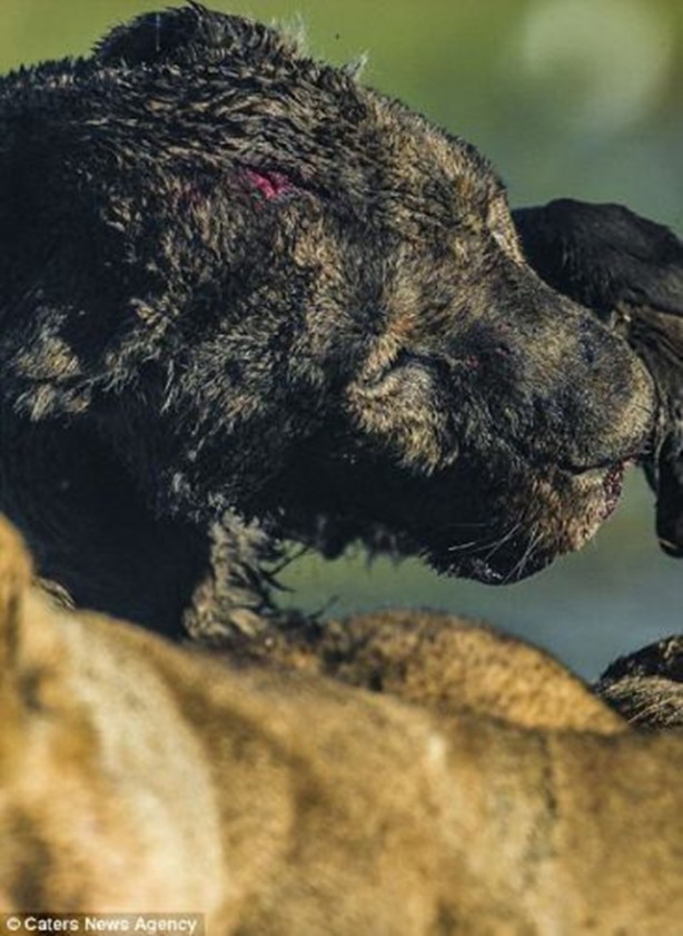 Foto - Genç aslanlar hatalarının bedelini ağır ödedi
