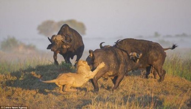 Foto - Genç aslanlar hatalarının bedelini ağır ödedi