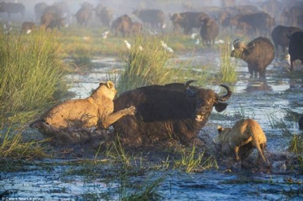 Foto - Genç aslanlar hatalarının bedelini ağır ödedi