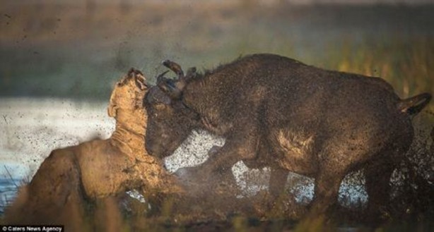 Foto - Genç aslanlar hatalarının bedelini ağır ödedi