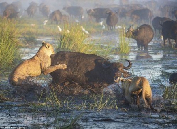 Foto - Genç aslanlar hatalarının bedelini ağır ödedi