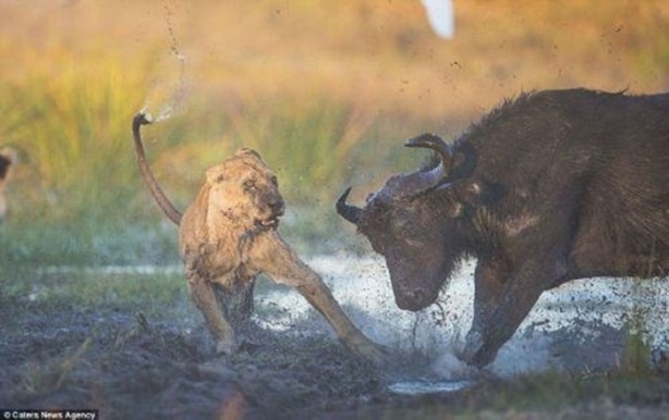 Foto - Genç aslanlar hatalarının bedelini ağır ödedi