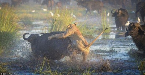 Foto - Genç aslanlar hatalarının bedelini ağır ödedi