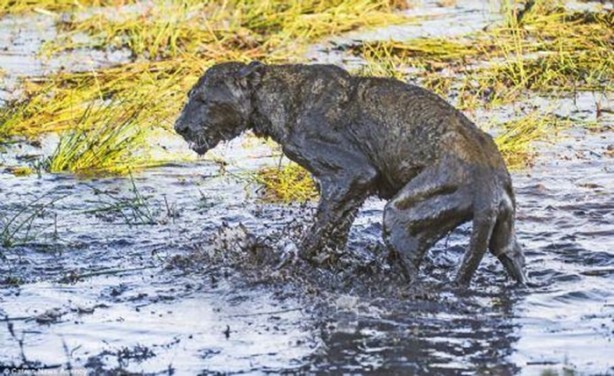 Foto - Genç aslanlar hatalarının bedelini ağır ödedi