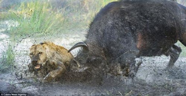 Foto - Genç aslanlar hatalarının bedelini ağır ödedi