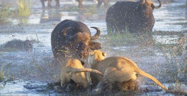 Foto - Genç aslanlar hatalarının bedelini ağır ödedi