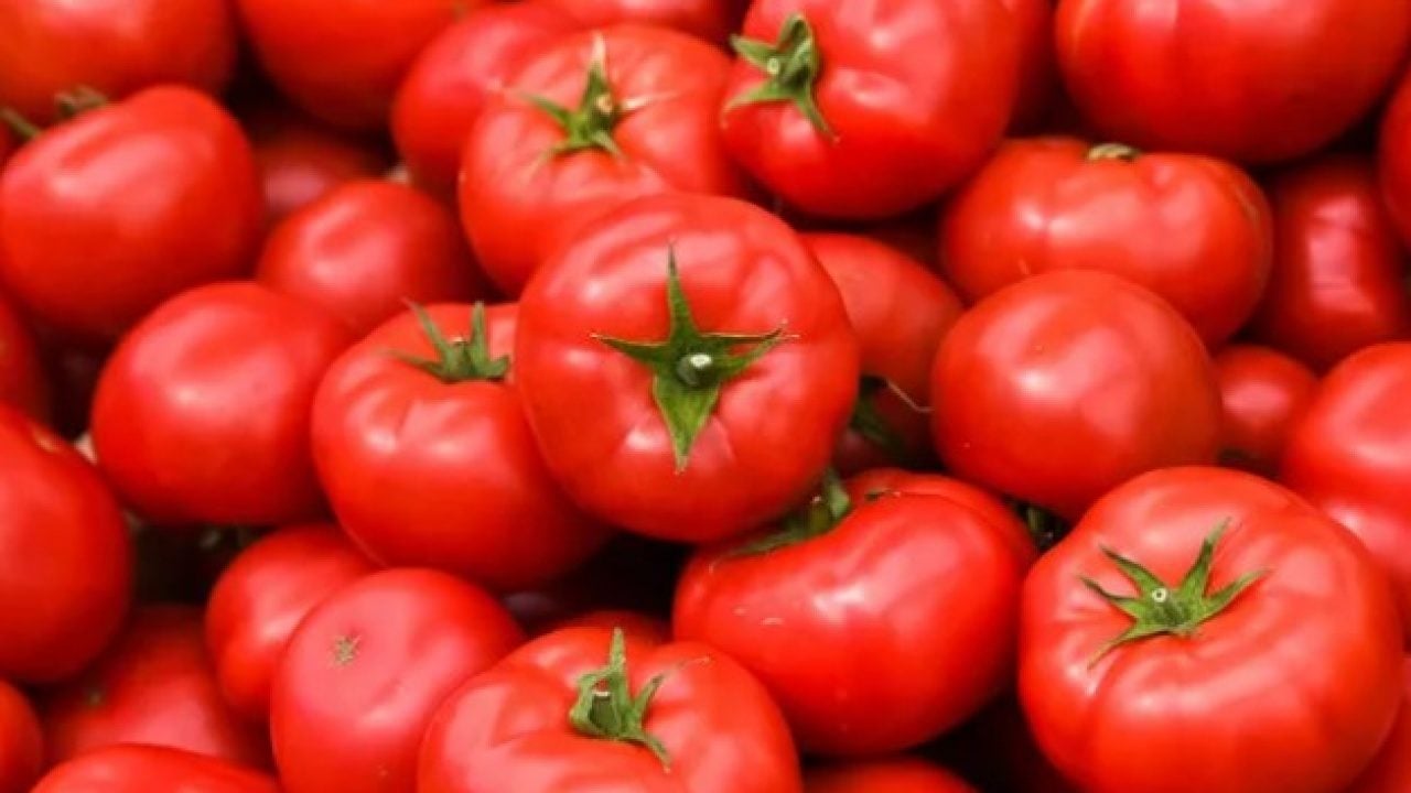 Foto - Genç bilim insanından şaşırtan proje! Hamburger tadında domates tasarlıyor
